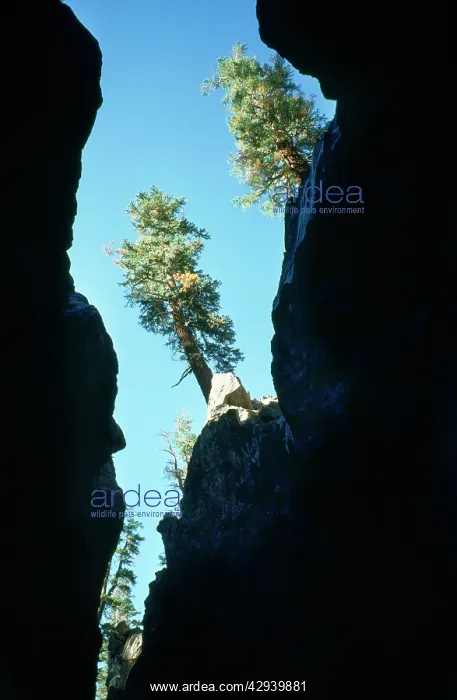 : Earthquake Fissure : Earthquake Fissure