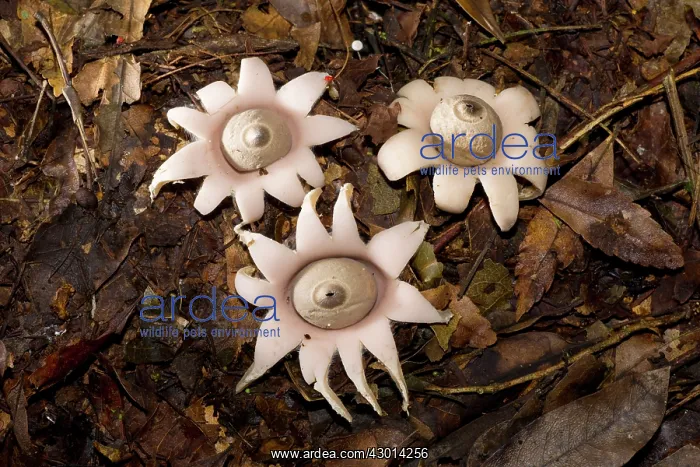 : Earthstar (Geastrum sp.) growing in the paranaense : Earthstar (Geastrum sp.) growing in the paranaense