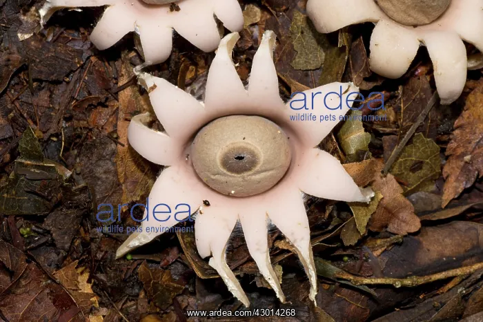 : Earthstar (Geastrum sp.) growing in the paranaense : Earthstar (Geastrum sp.) growing in the paranaense