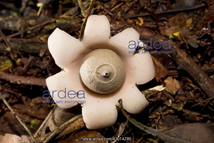 : Earthstar (Geastrum sp.) growing in the paranaense : Earthstar (Geastrum sp.) growing in the paranaense