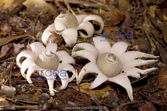: Earthstar (Geastrum sp.) growing in the paranaense : Earthstar (Geastrum sp.) growing in the paranaense