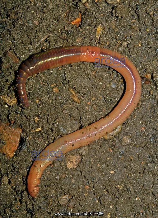 : EARTHWORM (Lumbricus terrestris ) : EARTHWORM (Lumbricus terrestris )