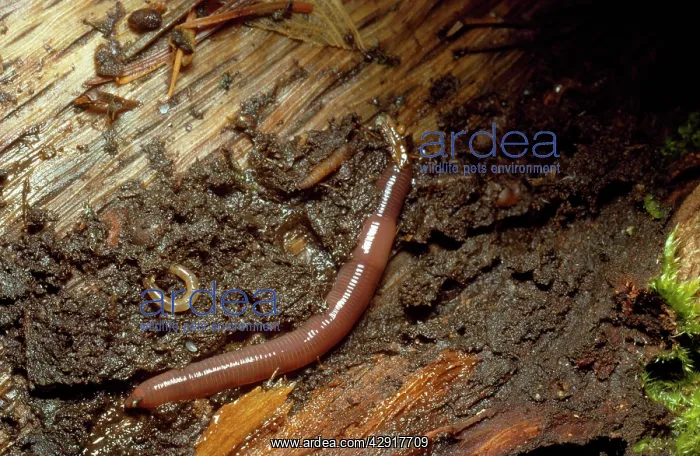  : EARTHWORM (Allolobophora caliginosa)