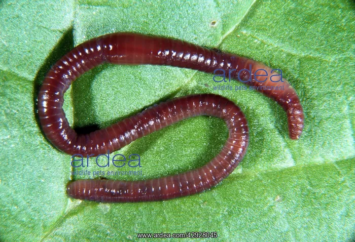  : EARTHWORM (Lumbricus terrestris)