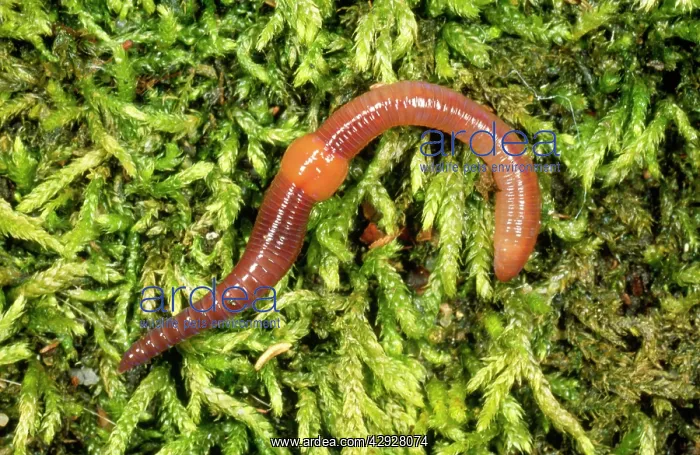 : EARTHWORM (Lumbricus terrestris) : EARTHWORM (Lumbricus terrestris)