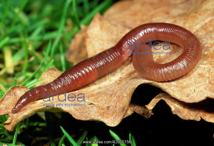 : Earthworm (Lumbricus rubellus). on leaf - UK : Earthworm (Lumbricus rubellus). on leaf - UK