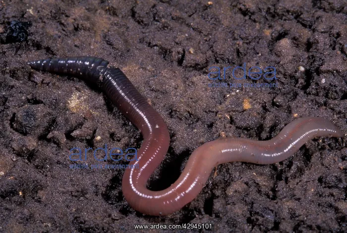 : Earthworm (Lumbricus terrestris). Europe : Earthworm (Lumbricus terrestris). Europe