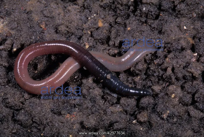 : Earthworm (Lumbricus terrestris). Europe : Earthworm (Lumbricus terrestris). Europe