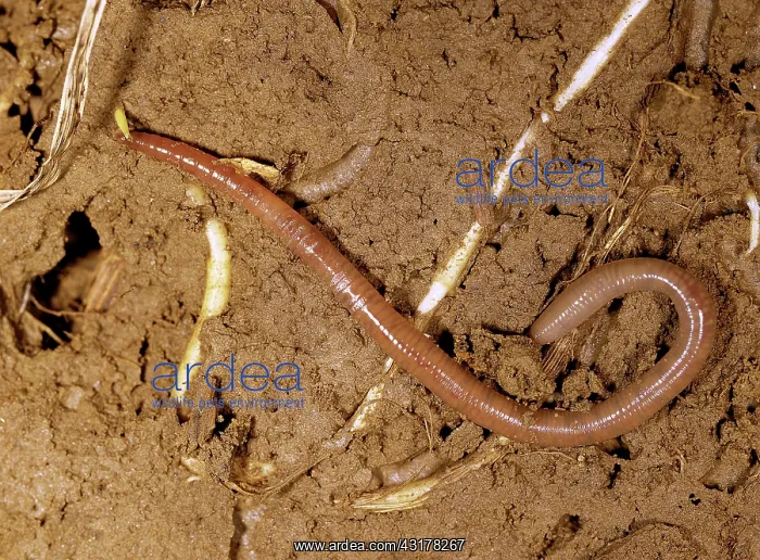: Earthworm (Lumbricus rubellus) : Earthworm (Lumbricus rubellus)