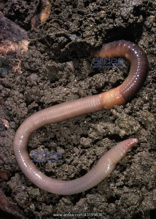 : Earthworm (Lumbricus sp.), Its saddle, or clitellum : Earthworm (Lumbricus sp.), Its saddle, or clitellum