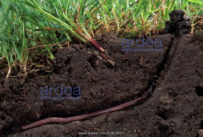 : Earthworm (Lumbricus terrestris). Europe : Earthworm (Lumbricus terrestris). Europe