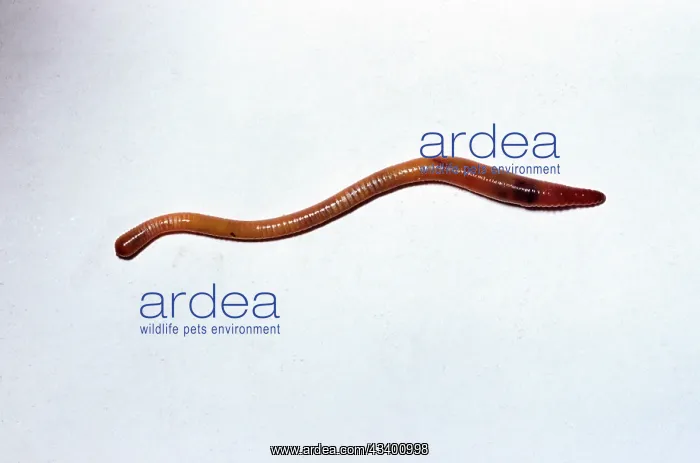  : EARTHWORM (Dendrodrilus rubidus)