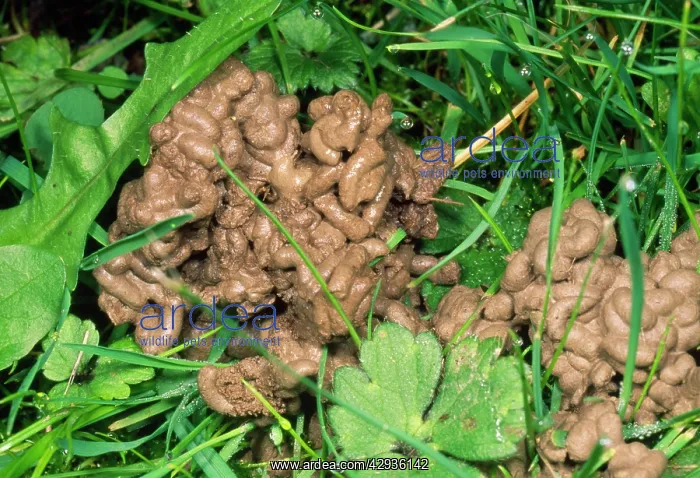 : Earthworm - cast on lawn : Earthworm - cast on lawn