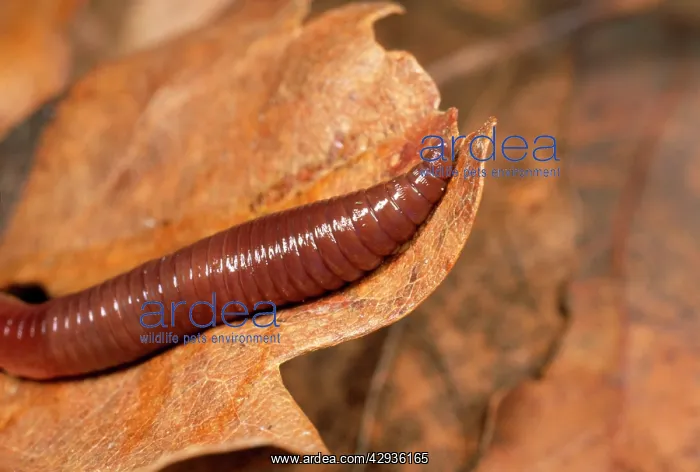 : Earthworm - close-up of head : Earthworm - close-up of head