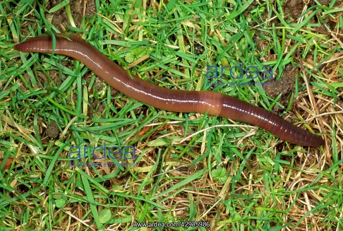 : Earthworm - crawling over grass : Earthworm - crawling over grass