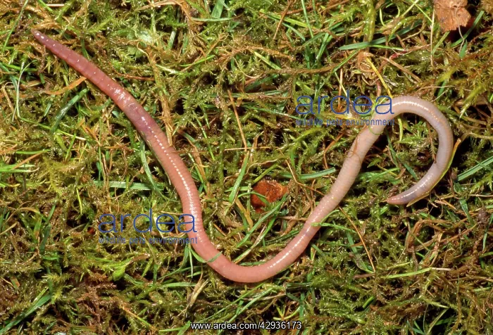 : Earthworm - crawling over grass : Earthworm - crawling over grass