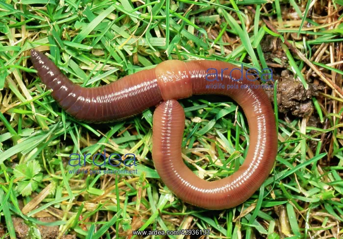 : EARTHWORM - crawling over grass, showing saddle : EARTHWORM - crawling over grass, showing saddle