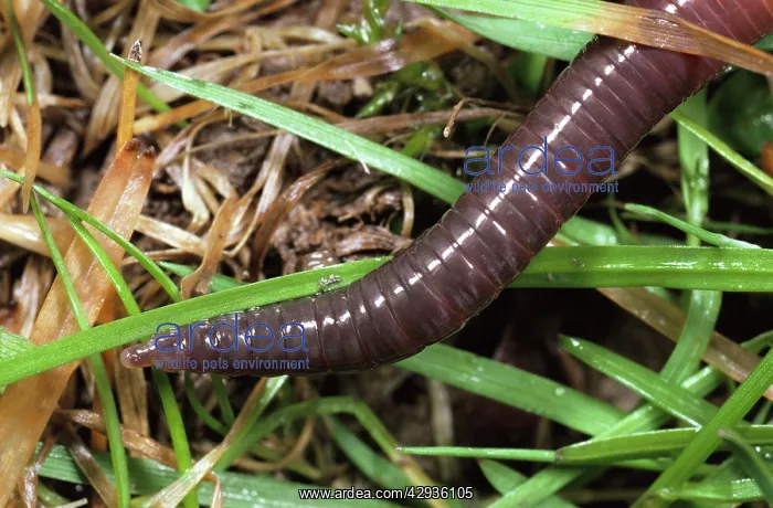 : Earthworm - Head in close up : Earthworm - Head in close up