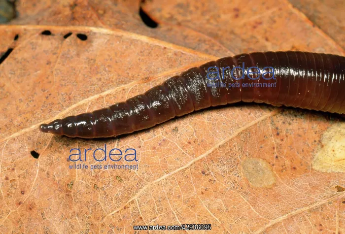 : Earthworm - head in close-up : Earthworm - head in close-up