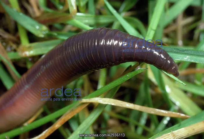 : Earthworm - head in close-up : Earthworm - head in close-up