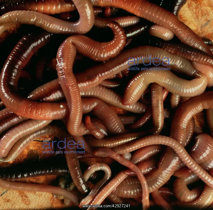 : EARTHWORM - mass : EARTHWORM - mass