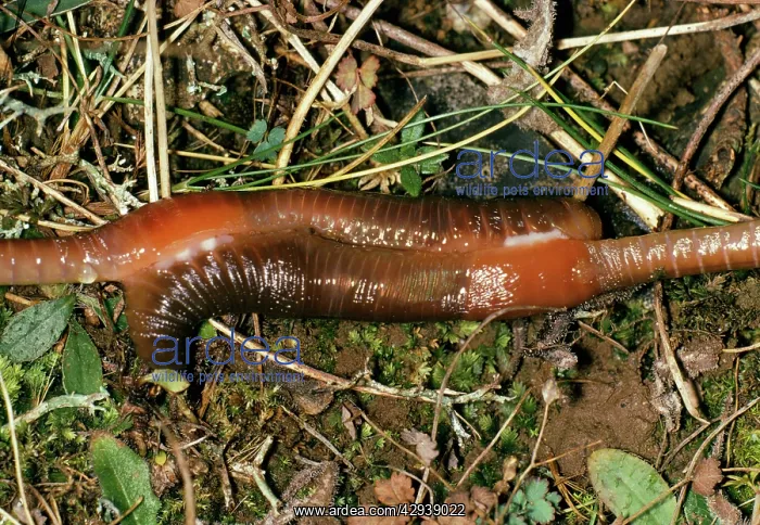 : Earthworm - pair mating : Earthworm - pair mating