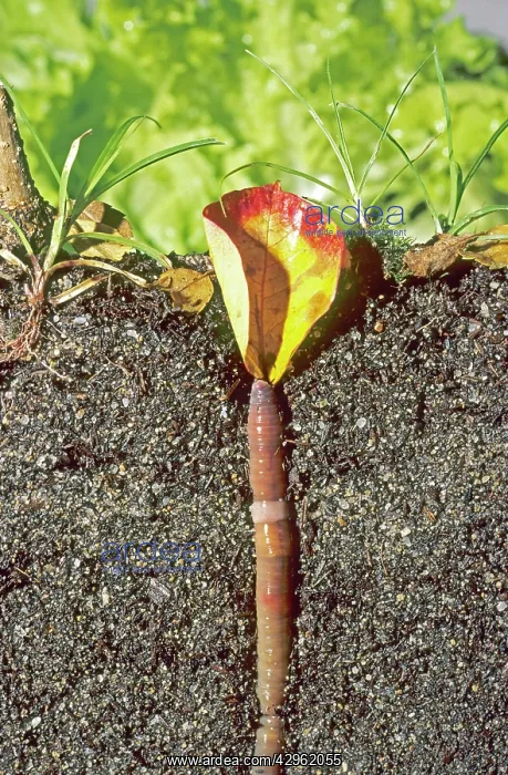 : Earthworm - pulling leaf down into its burrow : Earthworm - pulling leaf down into its burrow