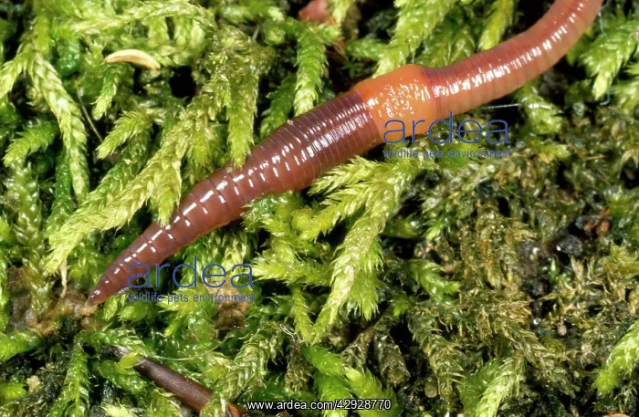 : Earthworm - showing clitellum : Earthworm - showing clitellum