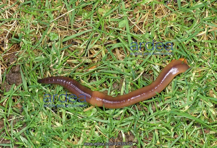  : Earthworm - Tail in burrow