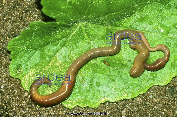 : Earthworms : Earthworms