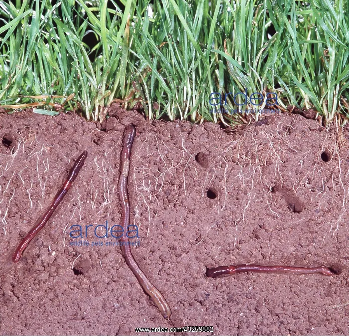 : EARTHWORMS - cross-section, showing earthworms in earth : EARTHWORMS - cross-section, showing earthworms in earth