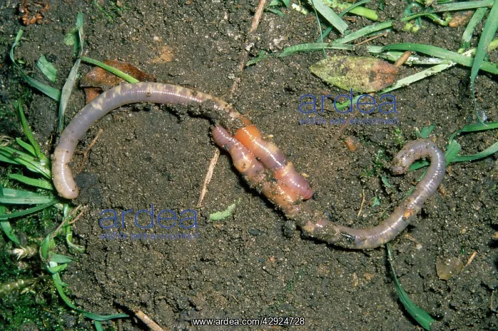 : EARTHWORMS - MATING : EARTHWORMS - MATING