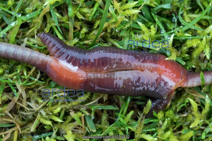 : Earthworms Mating - UK : Earthworms Mating - UK