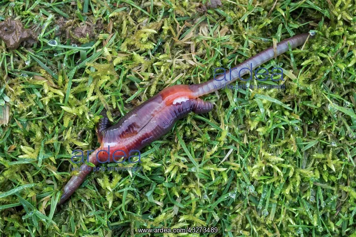 : Earthworms Mating - UK : Earthworms Mating - UK