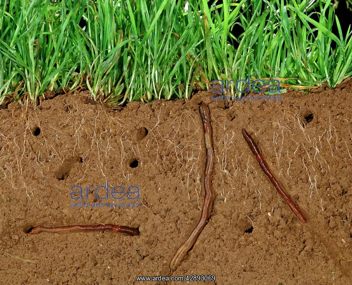 : Earthworms - Soil cross-section showing worms in : Earthworms - Soil cross-section showing worms in