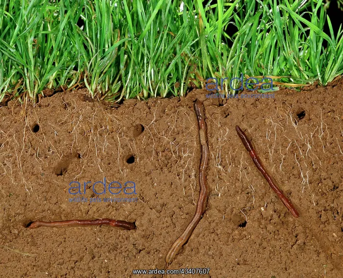 : Earthworms - Soil cross-section showing worms in : Earthworms - Soil cross-section showing worms in