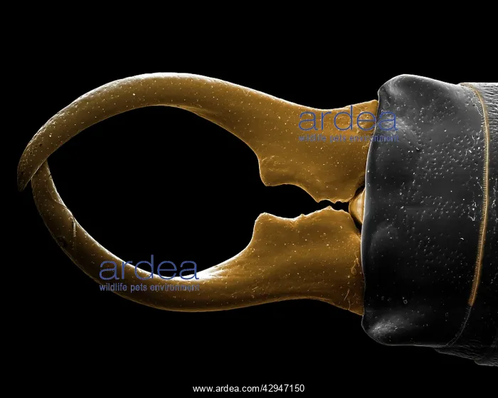 : Earwig (Forficula auricularia). Scanning Electron Micrograph (SEM) : Earwig (Forficula auricularia). Scanning Electron Micrograph (SEM)