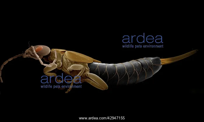 : Earwig (Forficula auricularia). Scanning Electron Micrograph (SEM) : Earwig (Forficula auricularia). Scanning Electron Micrograph (SEM)
