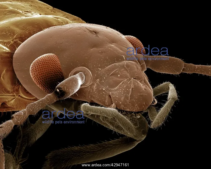 : Earwig (Forficula auricularia). Scanning Electron Micrograph (SEM) : Earwig (Forficula auricularia). Scanning Electron Micrograph (SEM)