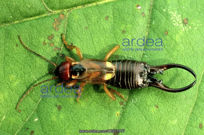 : Earwig (Dermaptera) : Earwig (Dermaptera)