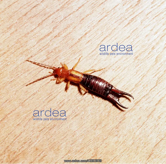 : EARWIG : EARWIG