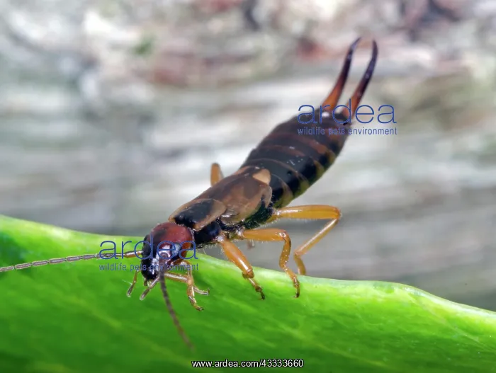 : Earwig: Earwigs have a pair of forceps like pinchers on their abdomen : Earwig: Earwigs have a pair of forceps like pinchers on their abdomen