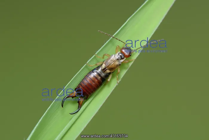 : Earwig (Dermaptera) : Earwig (Dermaptera)