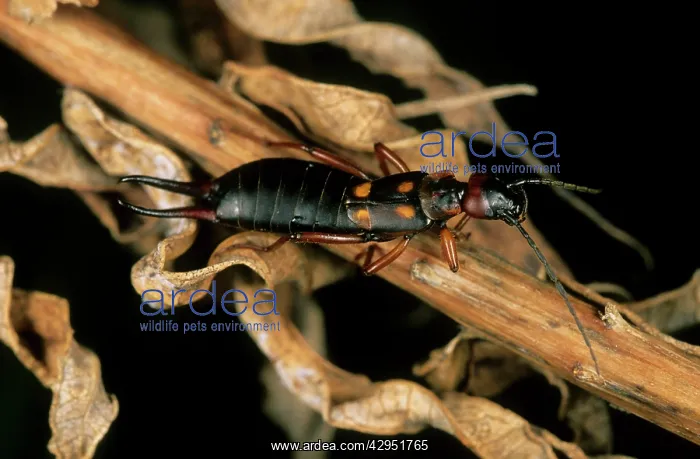 : Earwig - in dry foliage : Earwig - in dry foliage