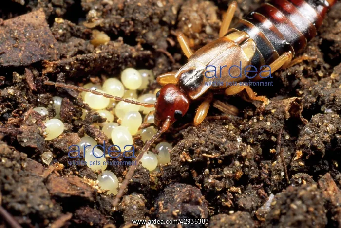 : Earwig - female licking eggs : Earwig - female licking eggs