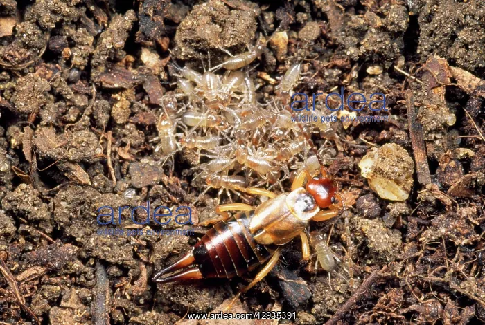 : Earwig - female tending to babies or nymphs : Earwig - female tending to babies or nymphs