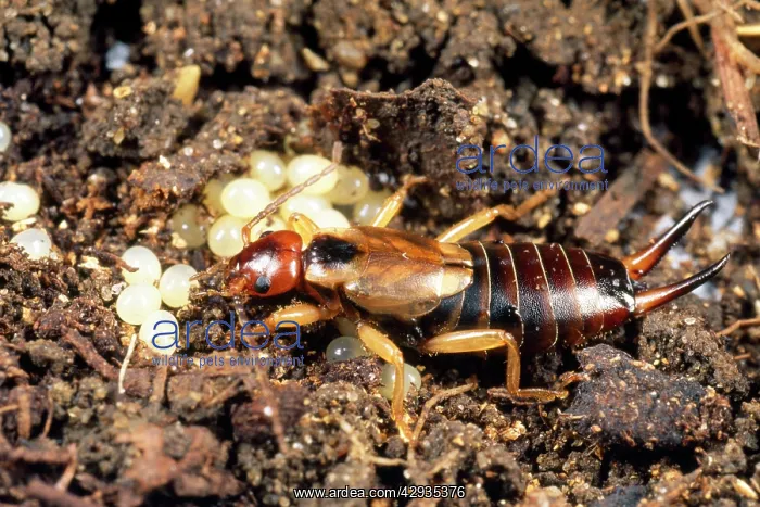: EARWIG - female tending eggs : EARWIG - female tending eggs