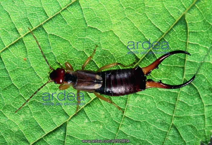 : Earwig - male : Earwig - male