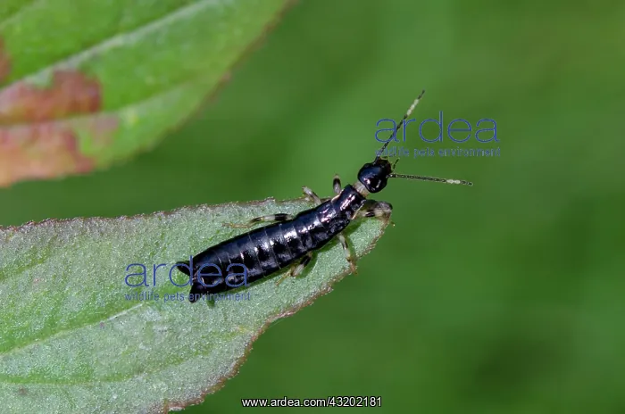 : Earwig nymph on leaf - Saba, Bali, Indonesia : Earwig nymph on leaf - Saba, Bali, Indonesia