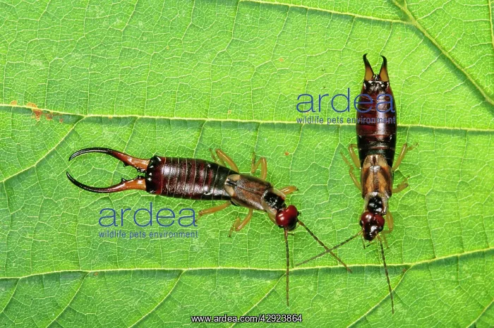 : EARWIG - PAIR ON LEAF, Male on left, female on right : EARWIG - PAIR ON LEAF, Male on left, female on right